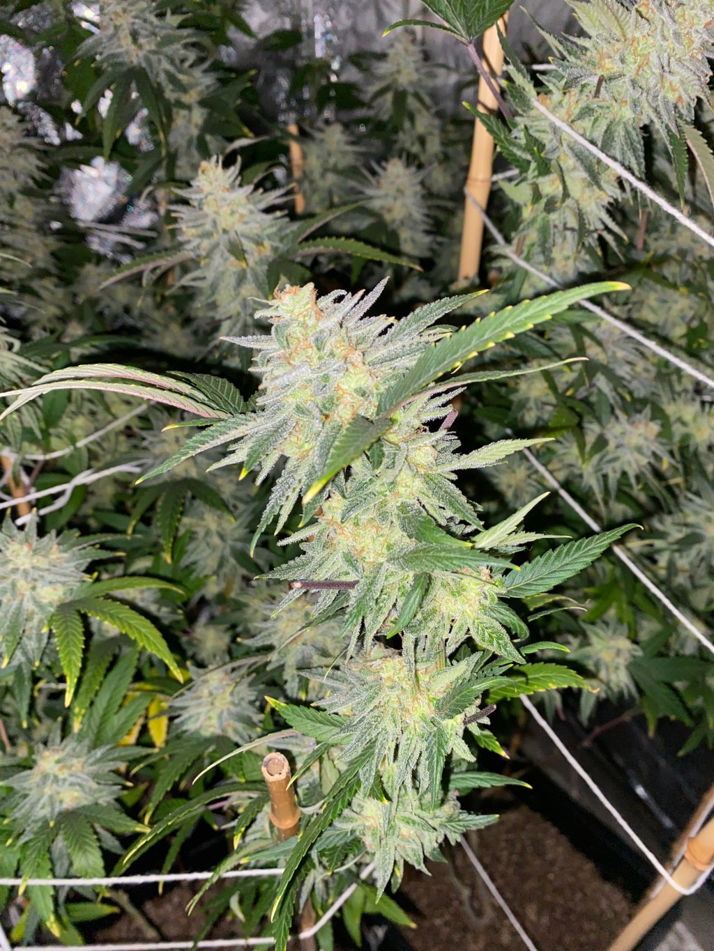 Requisitos do habeas corpus preventivo (salvo-conduto) para cultivo caseiro de cannabis&nbsp;medicinal