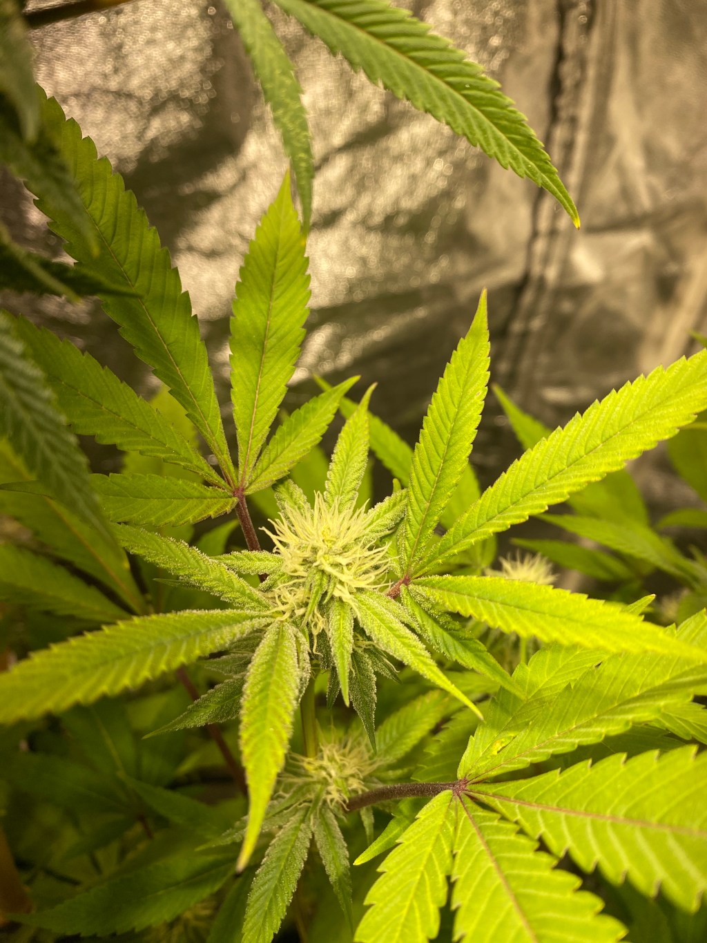 Já precisa cultivar maconha ao pedir o habeas corpus preventivo? 